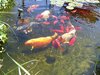 mini-fische5 06-2006